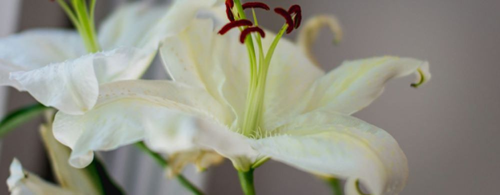 Easter 2025 - Lilies at Custer Road UMC, Plano Texas